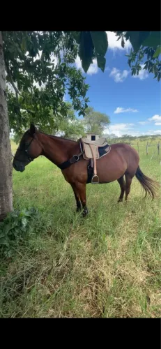 Égua QM prenha, de cavalo puro