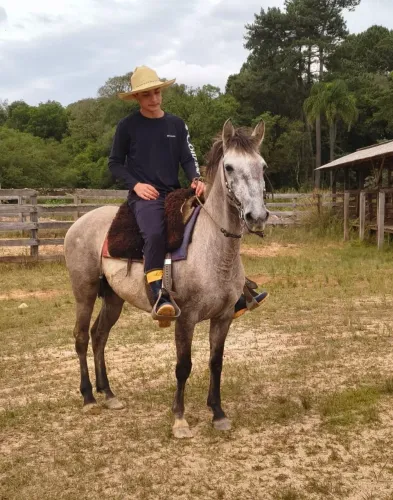 Cavalo lobuno de extrema confiança