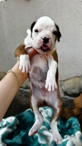 Filhote Boxer e macho