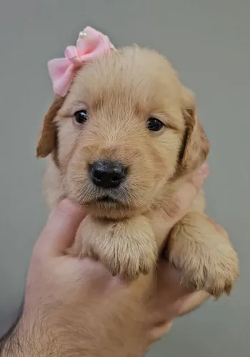 Lindos filhotes de Golden Retriever 