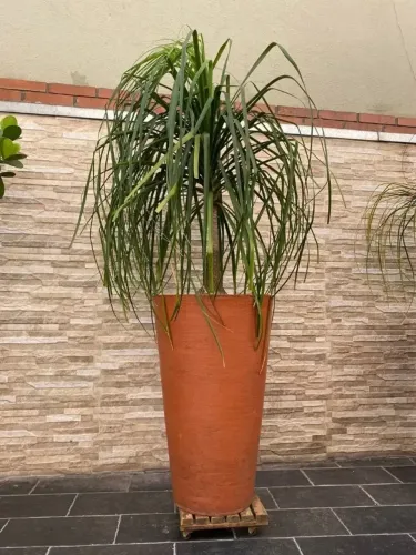 Planta Pata De Elefante Com Vaso Altura 1.90m
