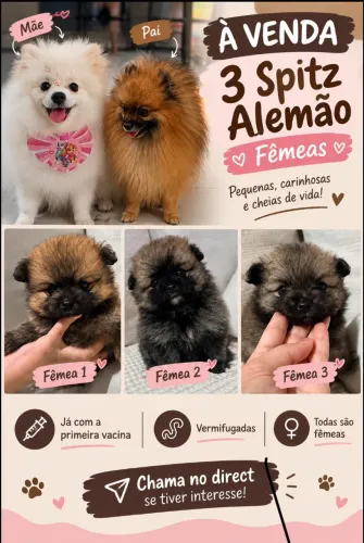 Spitz alemão