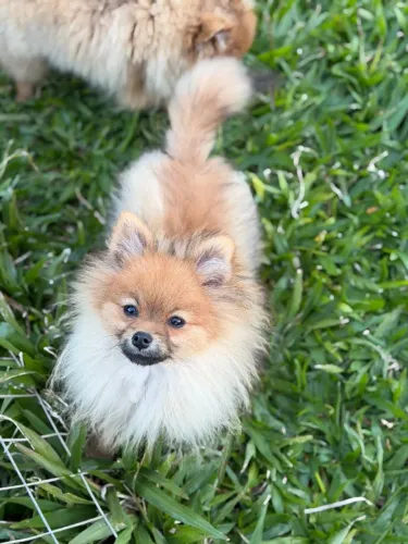 Cachorro