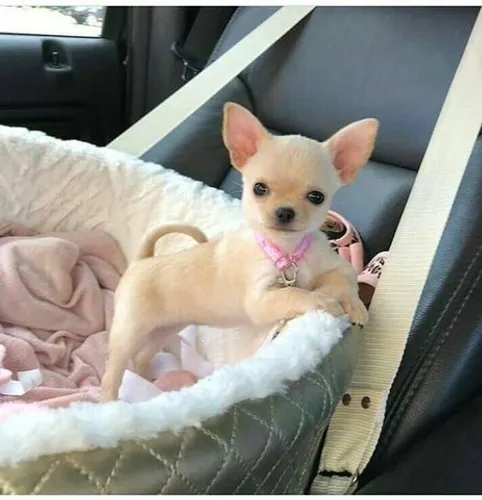 Uma lindeza de Chihuahua, fêmeas e machinhos!!!