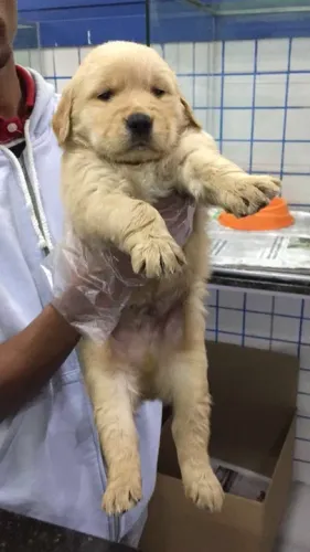 Golden Retriever - Linda fêmea dourada com pedigree - Loja física, entre em contato