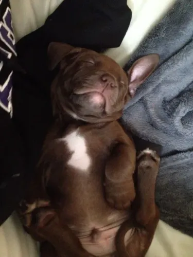 Filhote de Pitbull da cor do cacau 