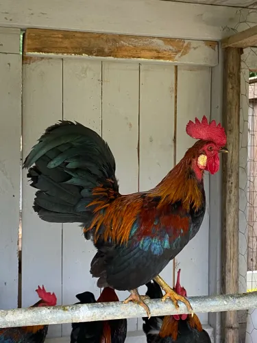 Galinha de Angola e Garnizés