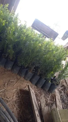 Mudas de Podocarpo 