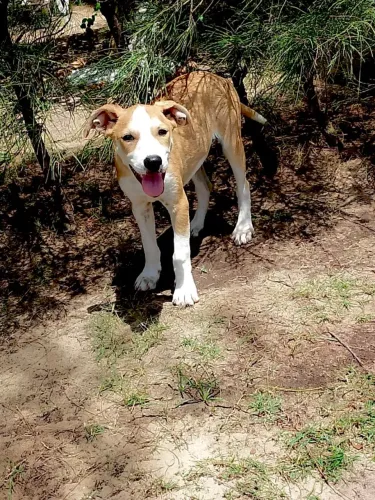Cachorrinho filhote para adoção responsável