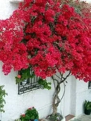 Muda de primavera bougaivilie vermelho intenso 