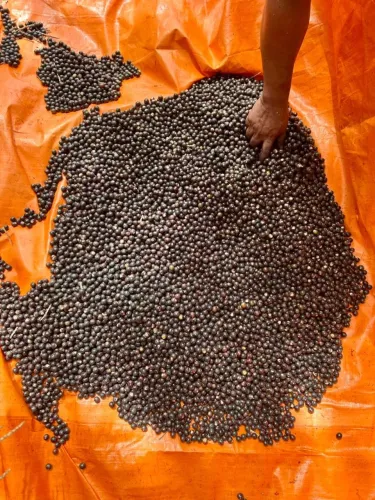 Saca de Açaí (de planta)