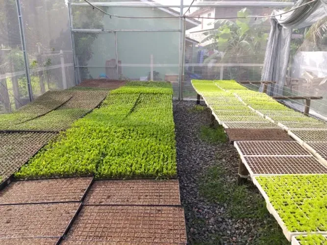 Vendo Estufa Agrícola Hidroponia 