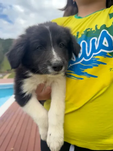 Vendo Border collie