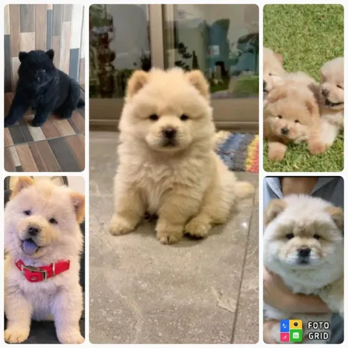 Filhotes de Chow Chow 