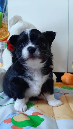 Chihuahua disponível filhote especial.