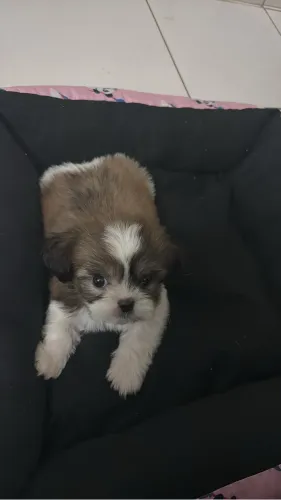 Filhote Shih Tzu