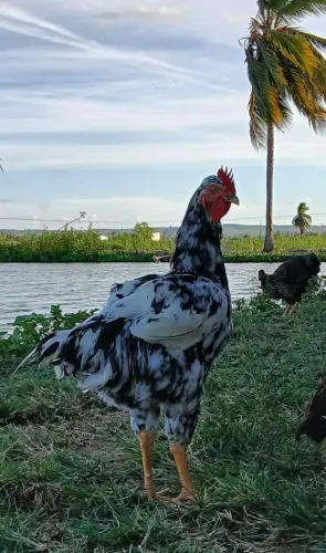 Vendo 1 frango e 1 franga Gsb balão 