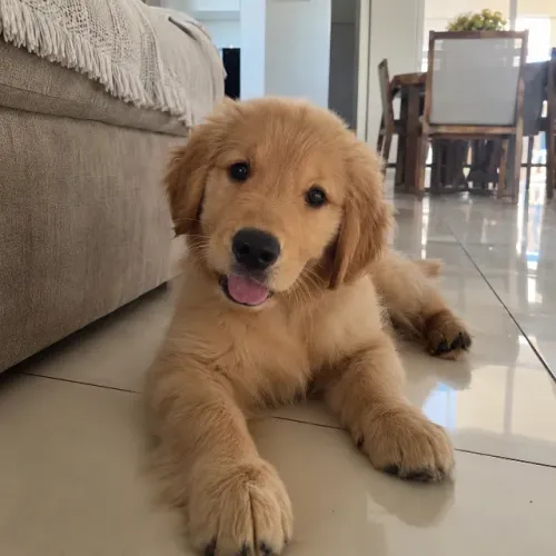Doação de filhotes de Golden