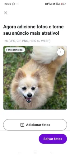 Spitz fêmea adulta 