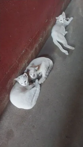 Adote um gatinho