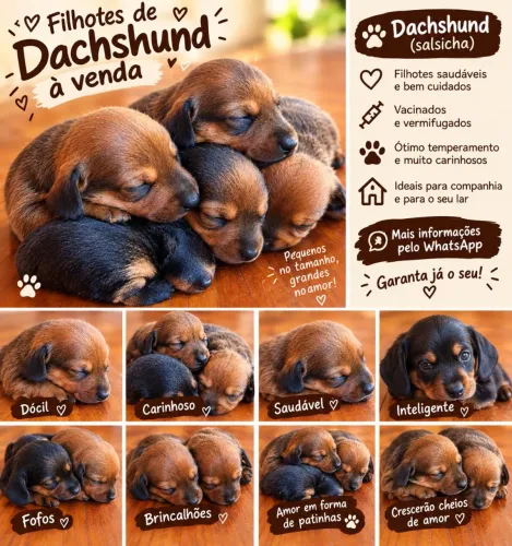 Vende se daschund
