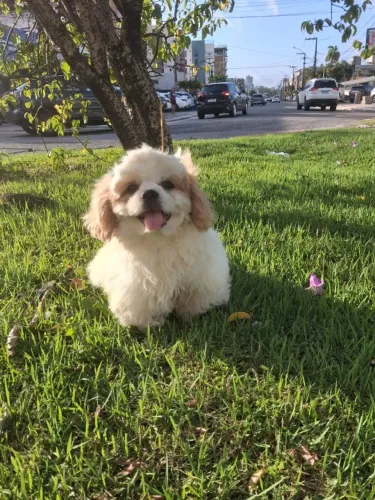 Shih-tzu .7mes (83)9. * - (C/4 vacinas)