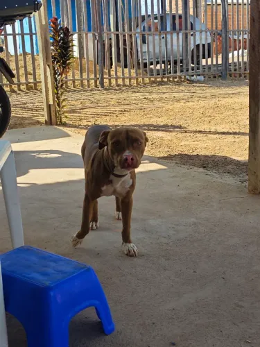 Pitbull de 5 Meses