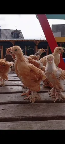 Brahma Buff 