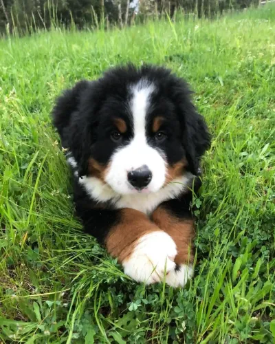 Filhote de Bernese Mountain o gigante gentil que que conquista pelo jeito doce