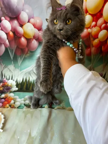 Maine coon fêmea blue 