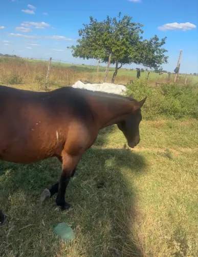 Cavalo
