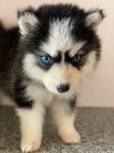 Filhote husky siberiano, O filhotinho perfeito para você está aqui!