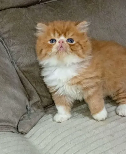 Filhote de gato persa