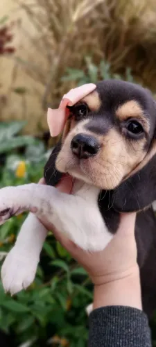 Beagle Perfeitos Filhotes Parcelamos em até 10x!! 