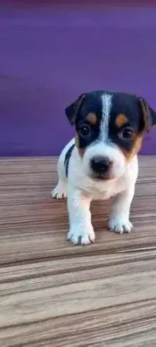 pinscher x fox Respondo pelo 9.9751.6491