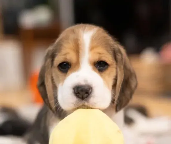 Beagle Mini Filhotes Raça Pura.