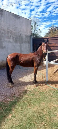 Cavalo castrado 