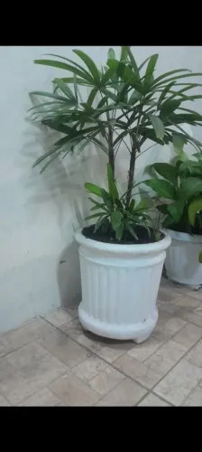 Plantas
