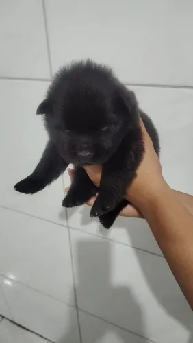 Filhotes de Chow Chow Puro Branco(Macho) e Preta(Fêmea)