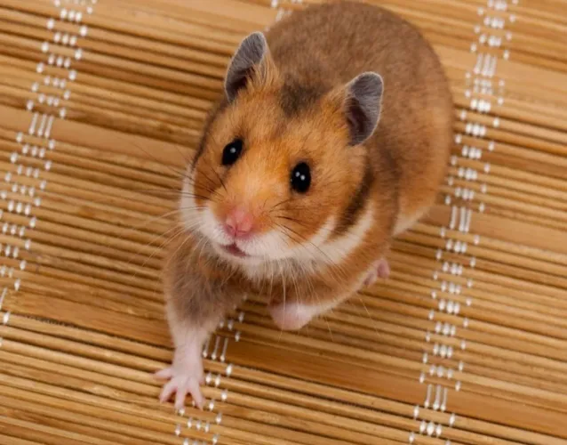 Hamster Sírio