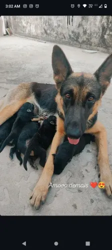 Filhotes de pastor alemão 