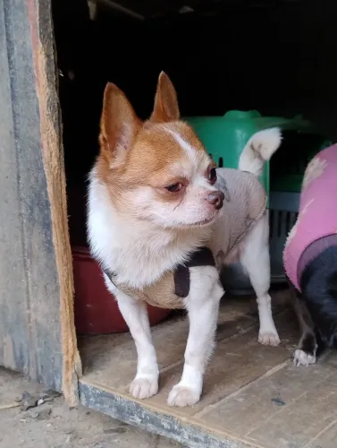 Chihuahua padreador 6 anos