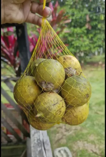 Vendo tucumã do bom