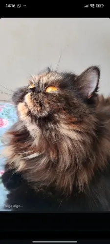 Gata Persa 