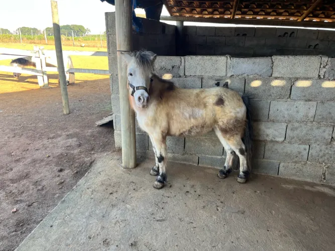 Pônei à venda