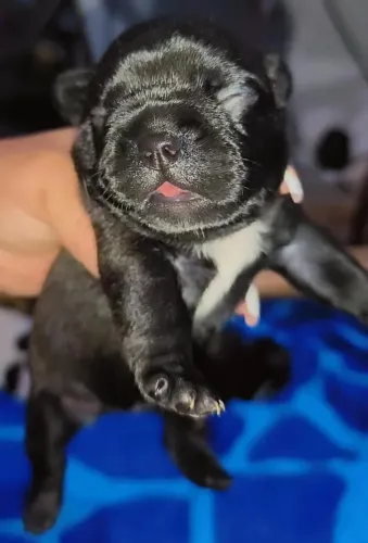 Cachorros buldogues francese