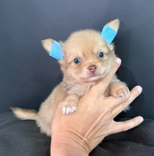 Chihuahua mini pelo longo Filhotinho clarinho olhos azuis