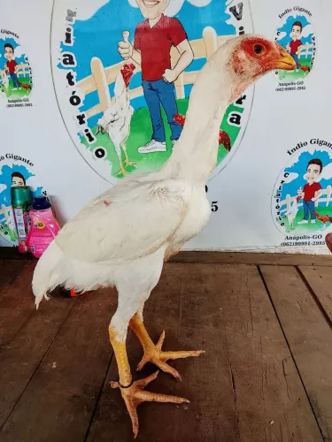 Índio gigante