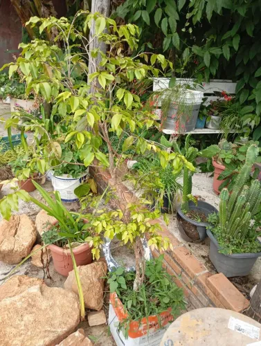 Mudas de jabuticaba