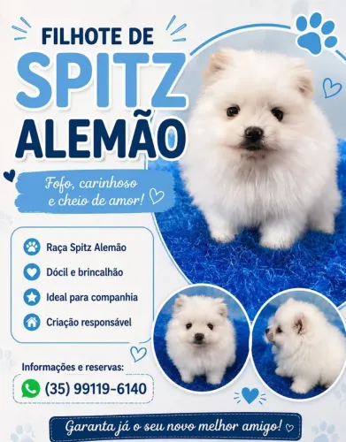 Lindas e lindos lulu em Passos disponível